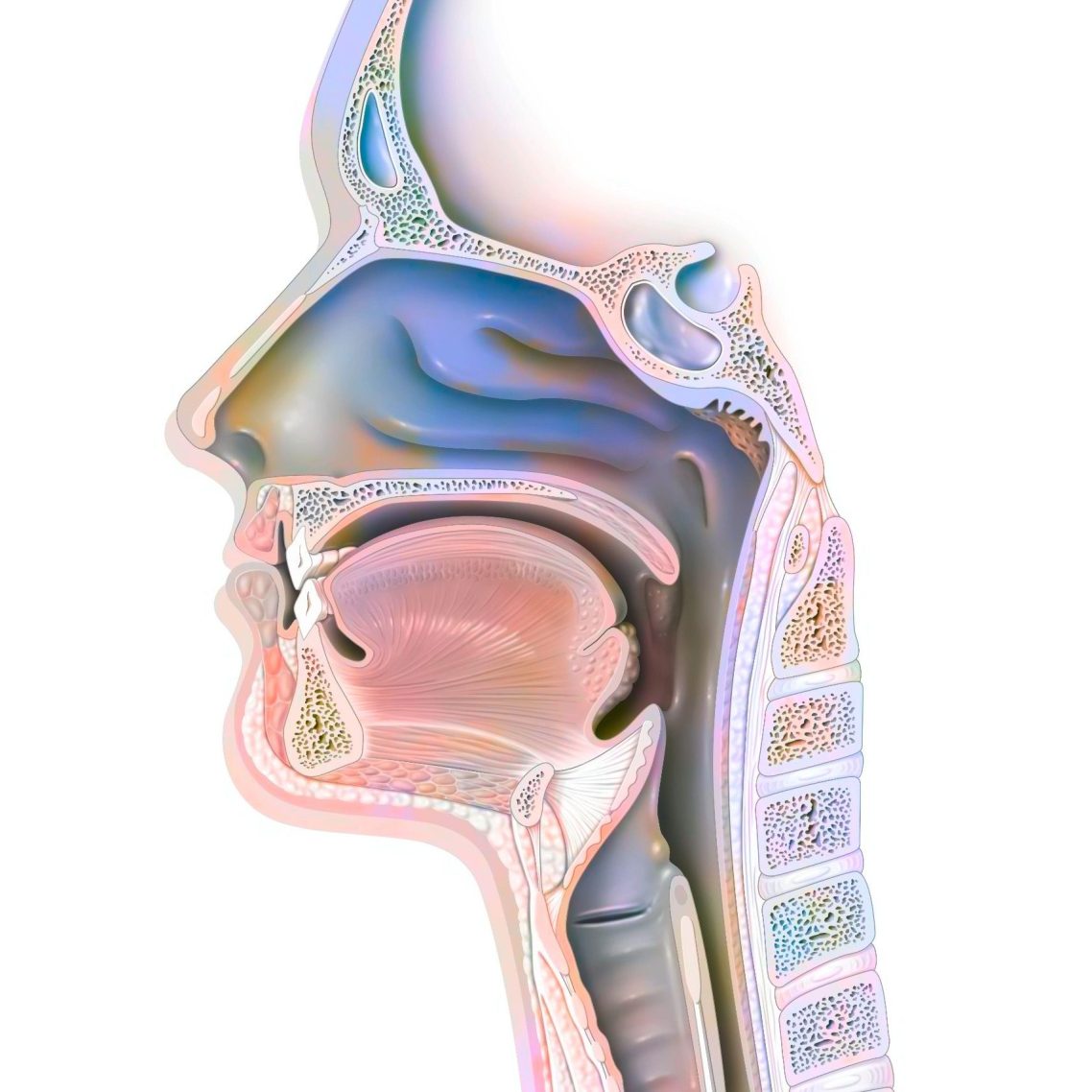 Lateralansicht Kopf Schematische Darstellung des menschlichen Halses und Rachens. Bereich bei Schluckstörungen, Sprachstörungen, Sprechstörungen, Stimmstörungen